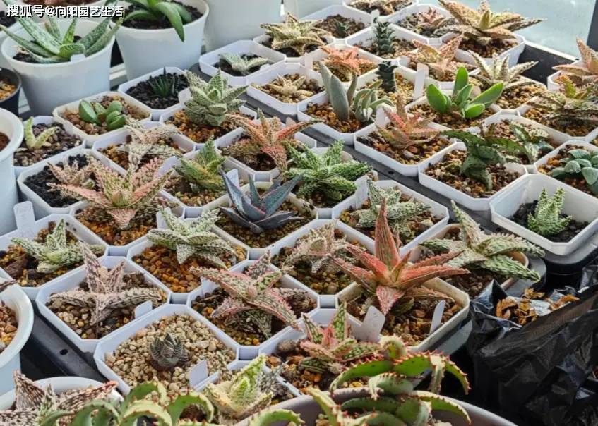 陽臺養多肉會徒長？試試“園藝蘆薈”，五顏六色，超級漂亮！