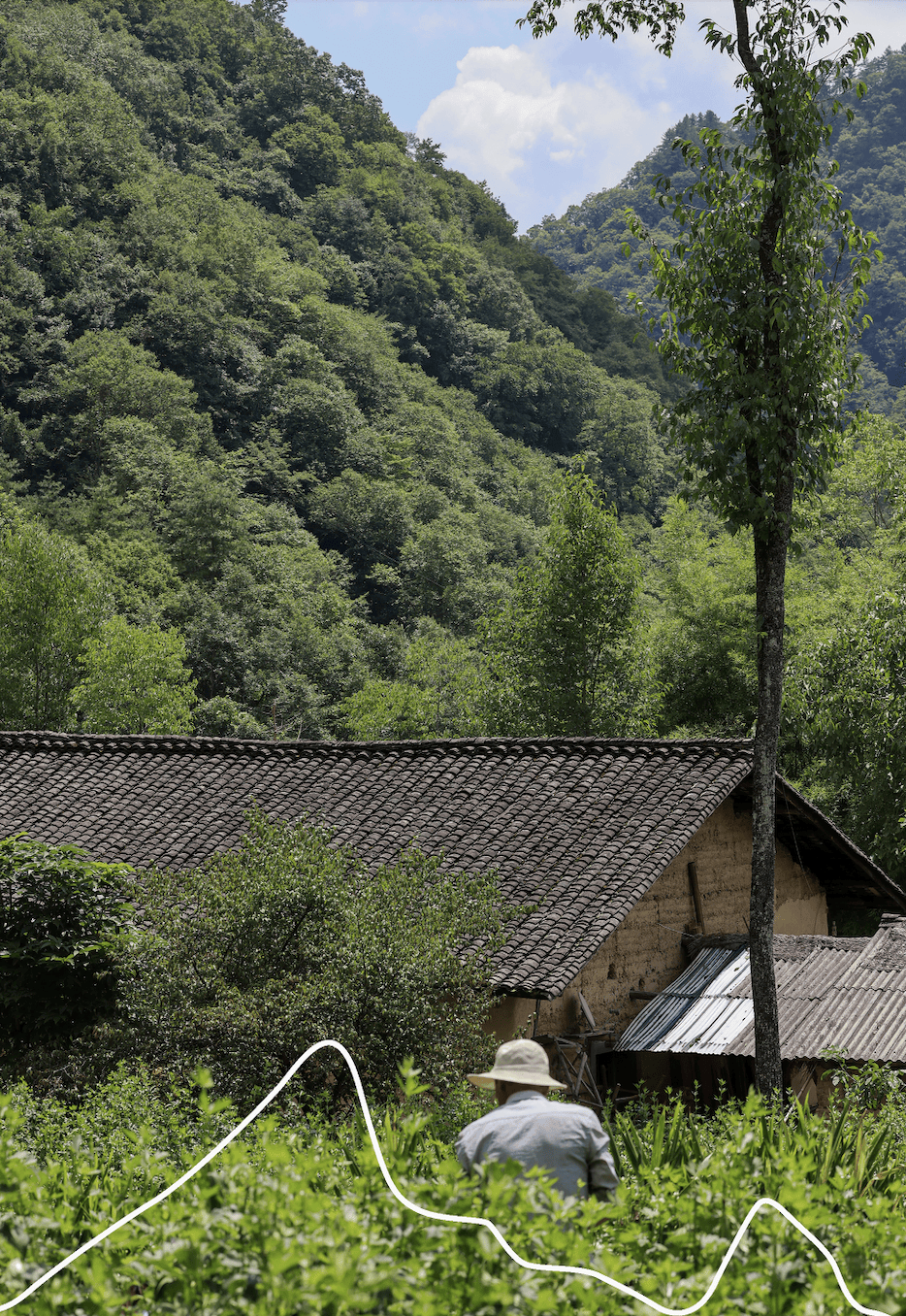 留壩蜂蜜又有新續集了？