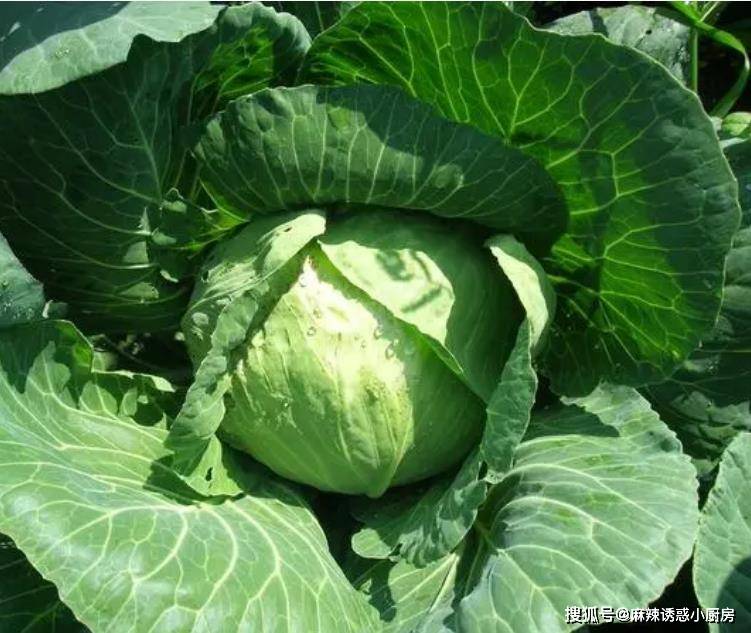 原創分享10道月子美食，坐月子，還是吃家常菜比較舒服，營養美味