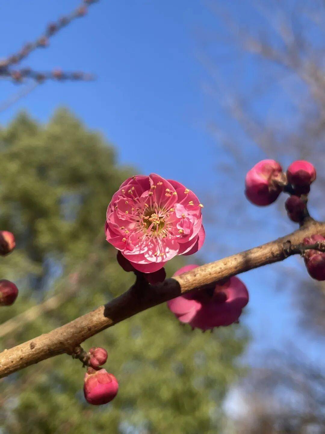 必須收藏！絕美！絕美！誰能拒絕這波中式美學？昆明超詳細賞梅攻略來了，包出片！