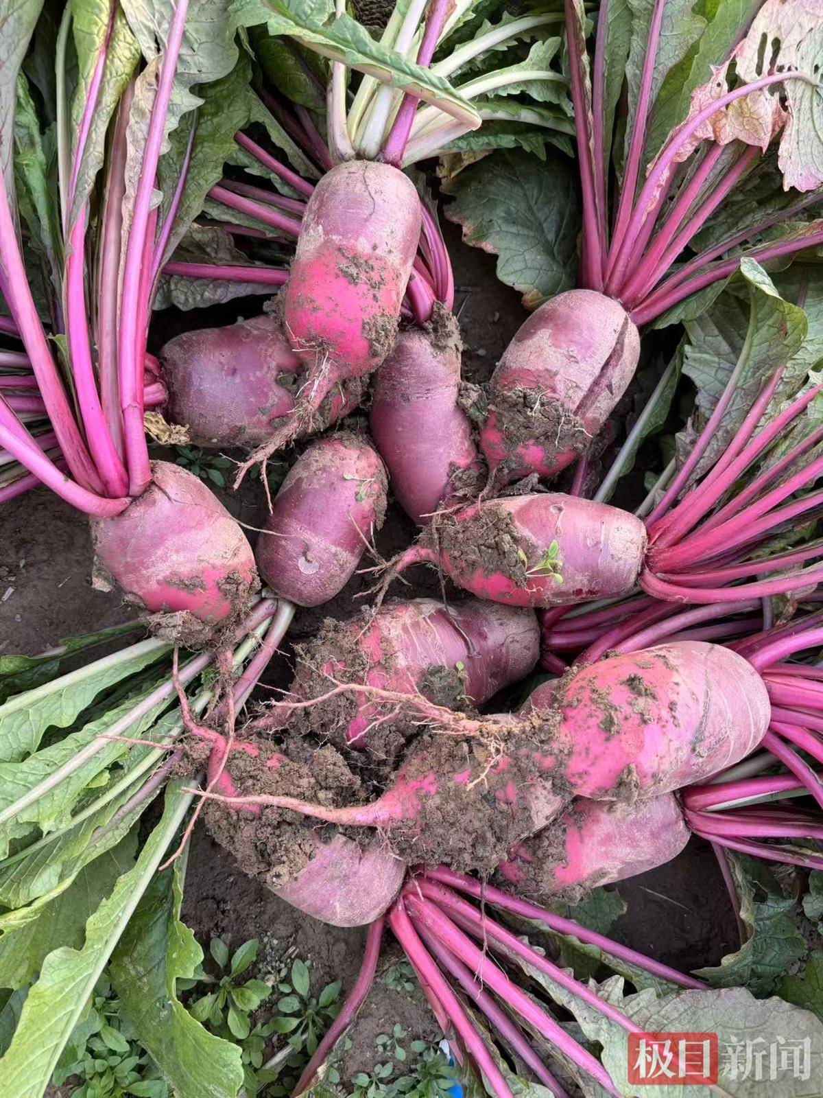 助力研究生創業，武漢多家頭部餐飲公司“組團掃貨”採購3萬斤鳳梨蘿蔔